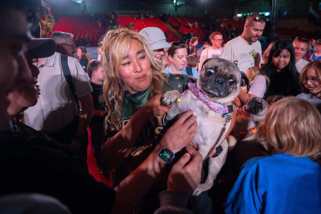 SuperDogs Lap up the Love, 50 Years After Being Unleashed on Adoring Fans