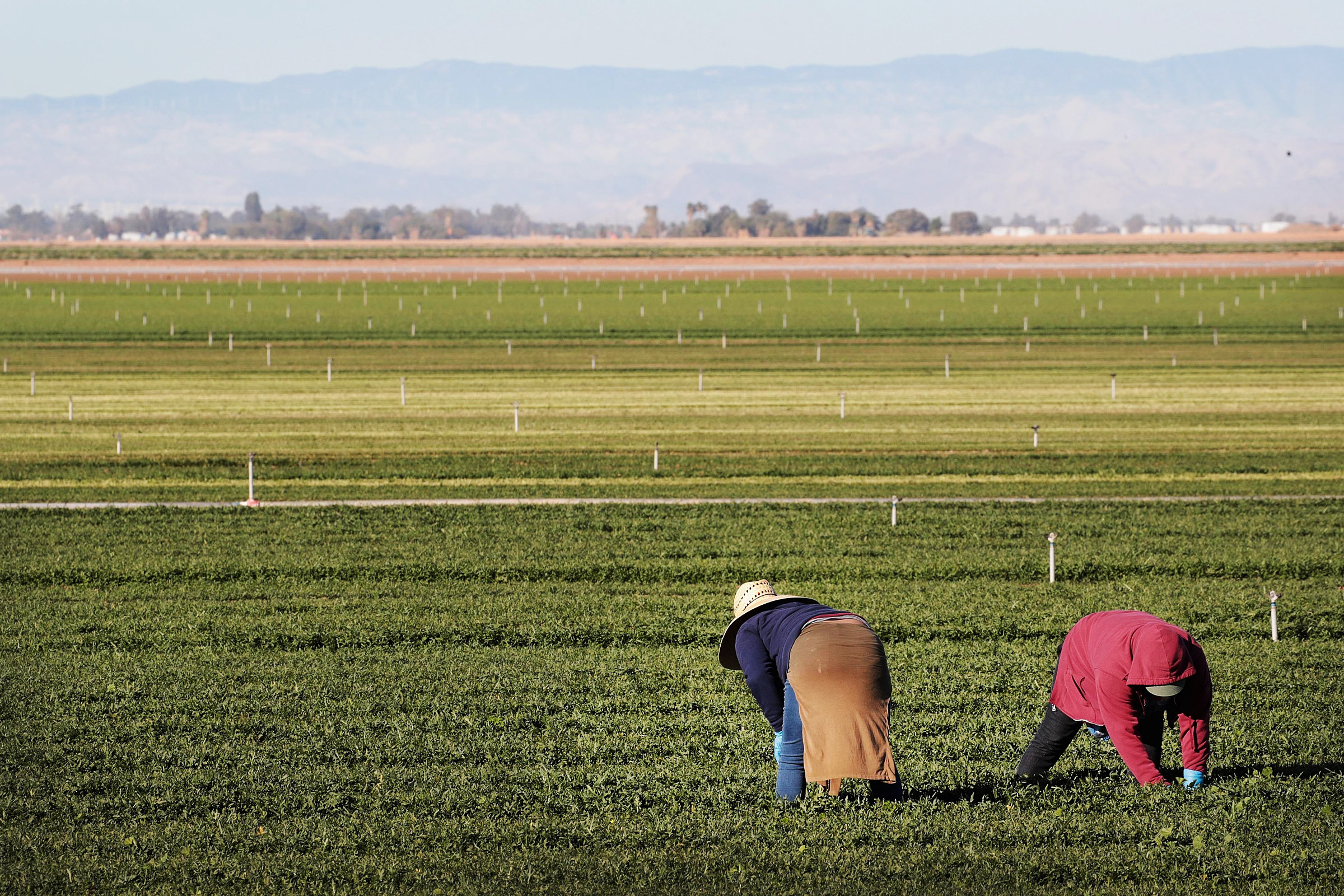 6083978_3_New PFAS Pesticides Are Entering Our Food System