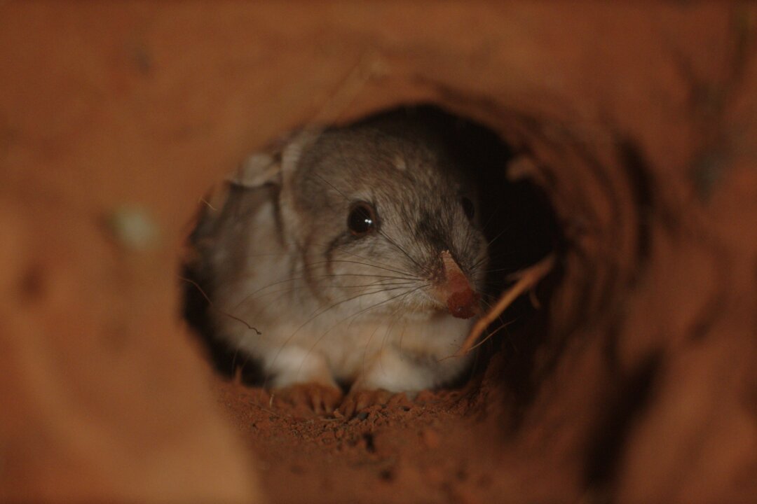 Bilbies Return to Queensland National Park for the First Time Since the 1970s