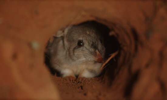 Bilbies Return to Queensland National Park for the First Time Since the 1970s