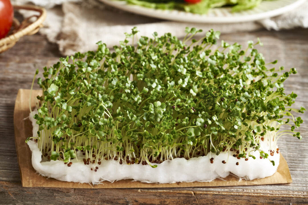 Broccoli sprouts. (Shutterstock)