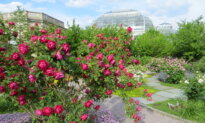 Behold the Beauty: America’s Rose and the State Flowers