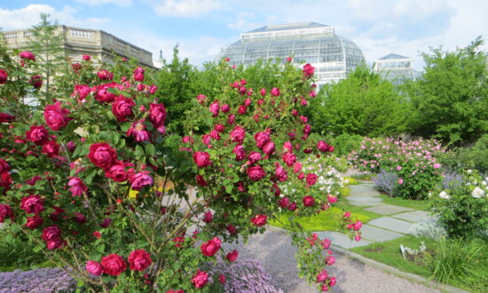 Behold the Beauty: America’s Rose and the State Flowers