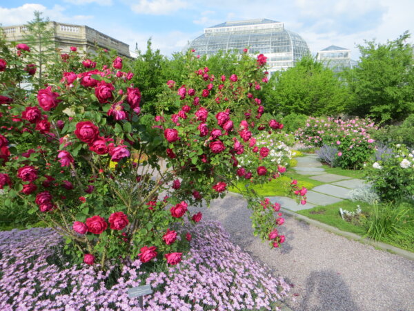 Behold the Beauty: America’s Rose and the State Flowers