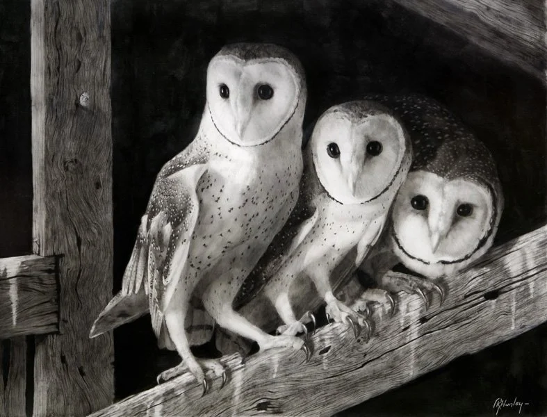 A+Parliament+of+Owls+50+x+70+LSc