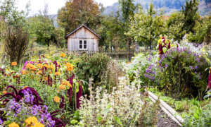 Beautiful Flowers to Plant for a Colorful Fall Garden