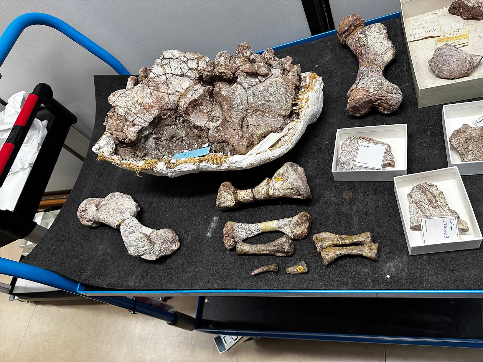 342-dino-4543