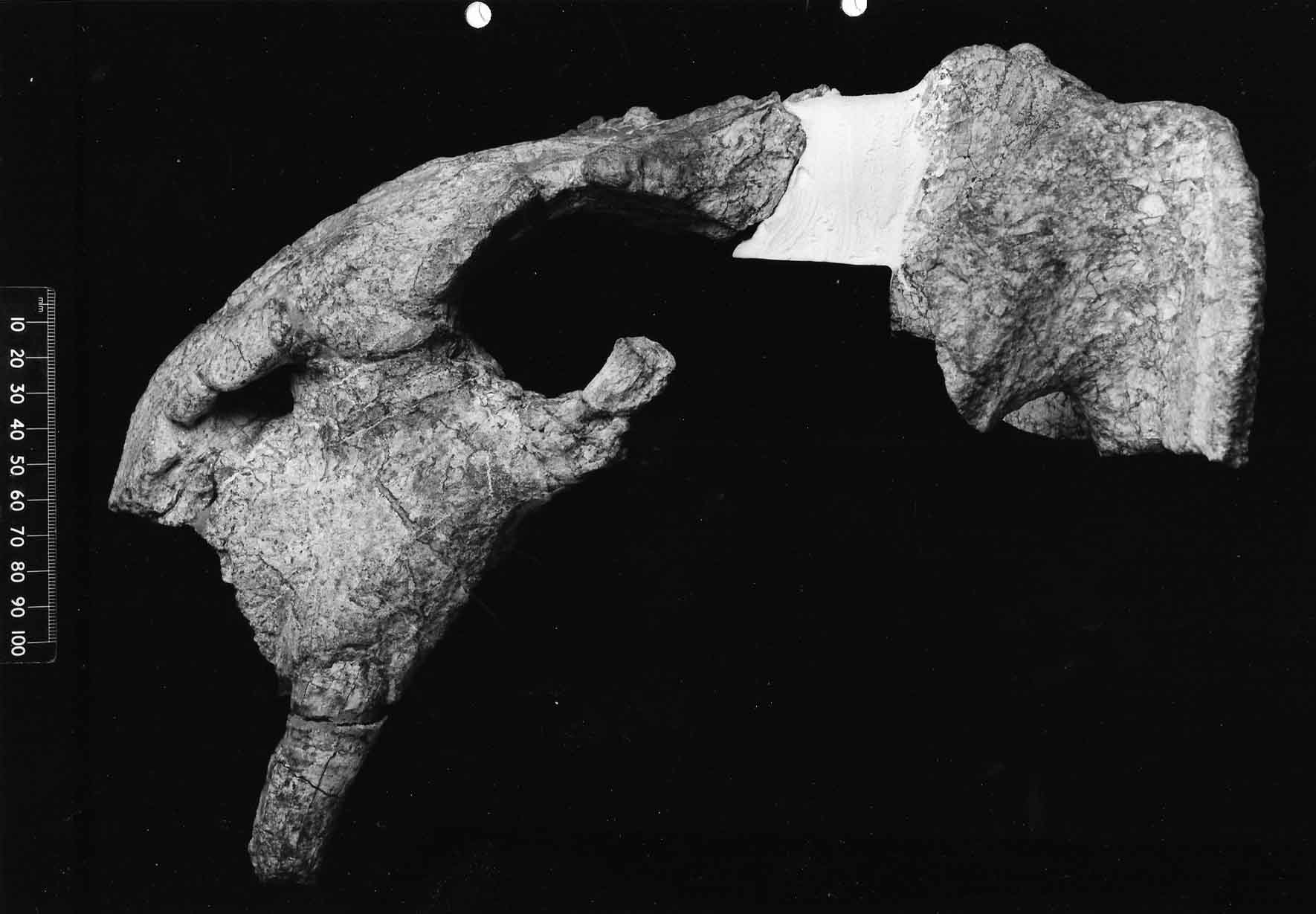 342-dino-45876