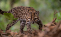 New Cat Species Identified in Bolivia, First in Over a Century