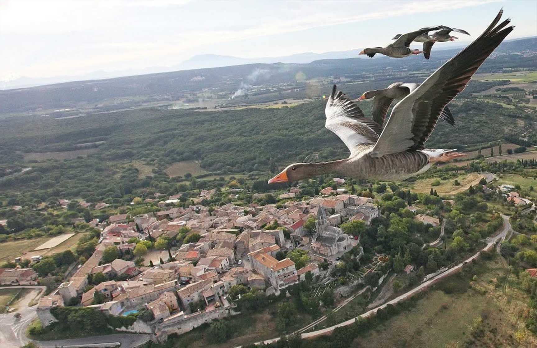 342-birds-11687876