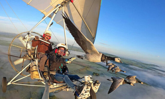 ‘Papa Goose’: Frenchman Flies Wing-to-Wing With Geese, Creating ‘Miraculous Moments’