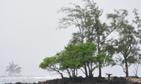 Hurricanes in the Pacific Threaten Hawaii and Mexico With Floods and High Surf