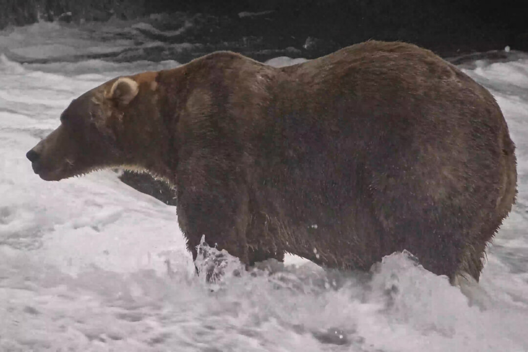 Gentle Giant Backpack Declared Winner of Alaska’s Fat Bear Week