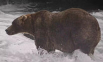 Gentle Giant Backpack Declared Winner of Alaska’s Fat Bear Week