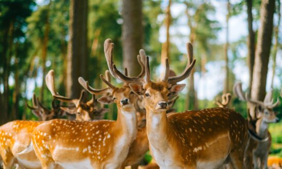 Stopping Deer Damage