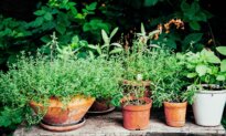 10 Herbs You Need to Grow Your Own Home Pharmacy