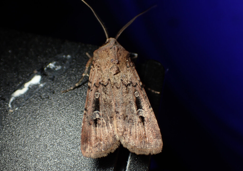 Endangered Bogong Moths Turn Up in East Coast Homes During Annual Migration