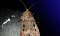 Endangered Bogong Moths Turn Up in East Coast Homes During Annual Migration