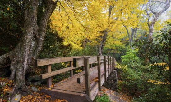 Best Destinations for Families to Enjoy a Fall Foliage Themed Getaway