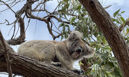 Adelaide’s Next Act: Why This South Australia Capital Is Worth a Visit
