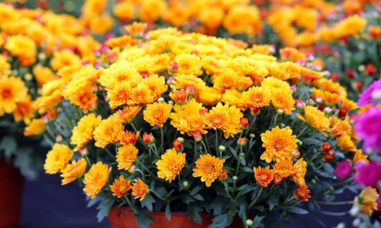 Mums the Word