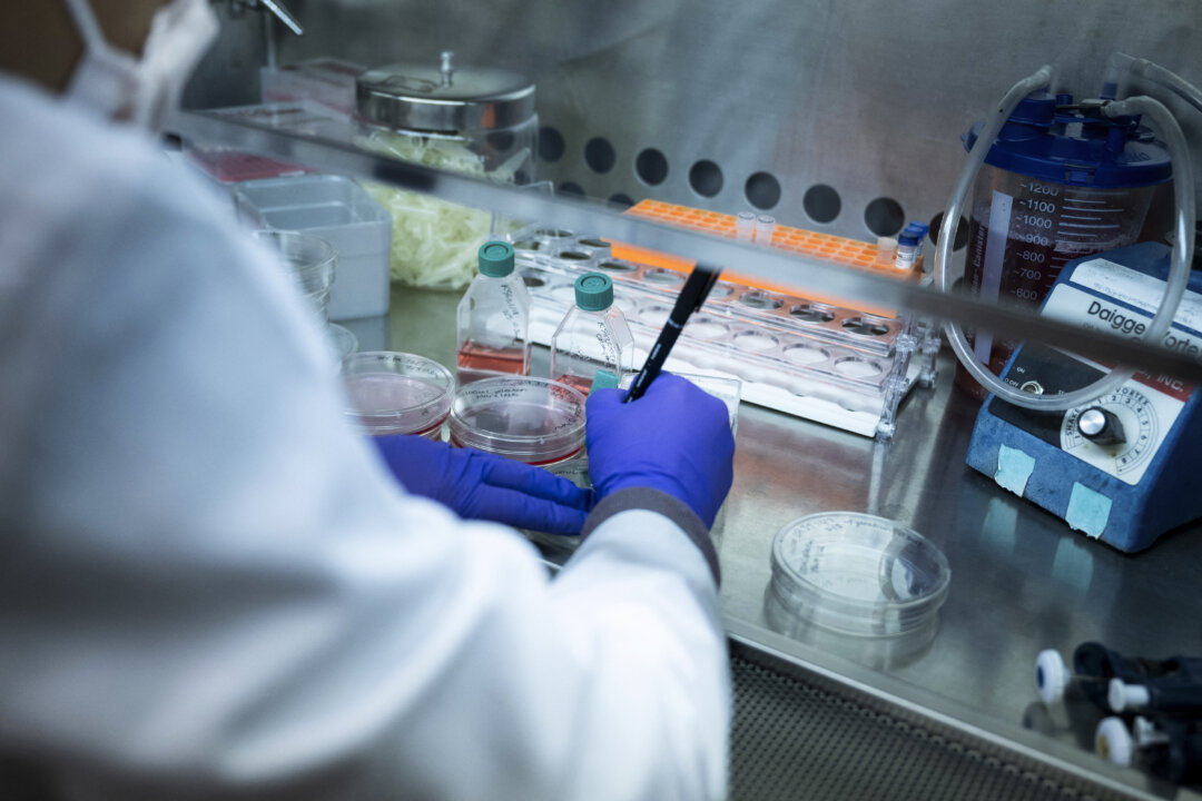 Cell lines are prepared in the laboratory at the National Institutes of Health in Md., on February 8, 2024. (Brendan Smialowski / AFP via Getty Images)