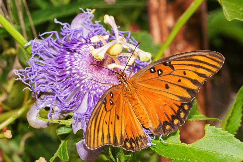 6098890-Gulf-Fritillary-_1519763753