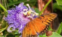 Passionflower: A Nerve-Calming Herb for Sleep, Anxiety, and Pain