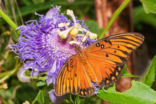 A Nerve-Calming Herb for Sleep, Anxiety, and Pain