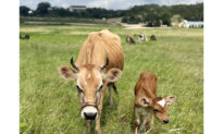 Is This Really My Cow?