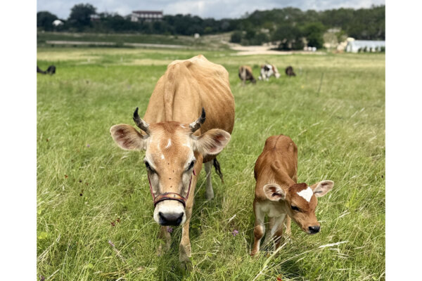 What a Beef Lawsuit Reveals About Meat Traceability
