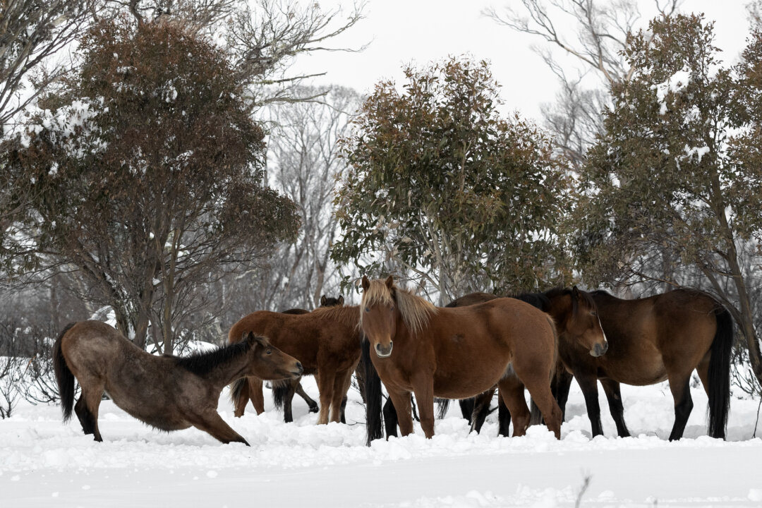 Biologist Raises Alarm Over Brumbies as Horse Cull Pauses
