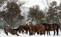 Biologist Raises Alarm Over Brumbies as Cull Paused