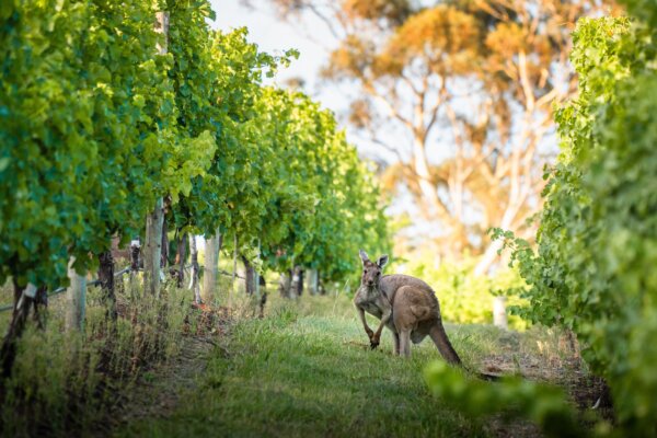 Wine South