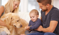 Made in USA Dog Treats for Everyday Rewards and Care