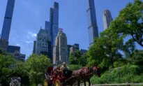 New York Moves to Ban Horse Carriages, Drivers React