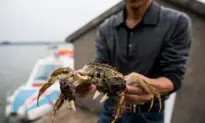 China’s Mitten Crab Farmers Hit by Falling Prices, Rising Costs