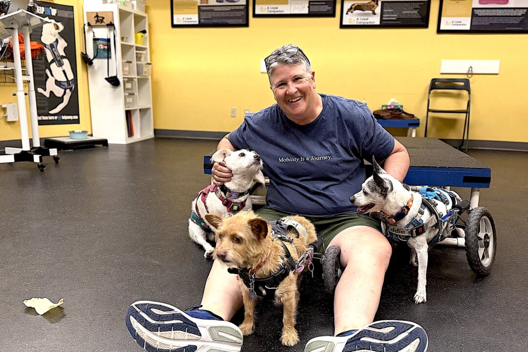 How a Center in Tucson Helps Dogs With Mobility Challenges Stay Active
