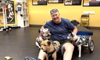 How a Center in Tucson Helps Dogs With Mobility Challenges Stay Active