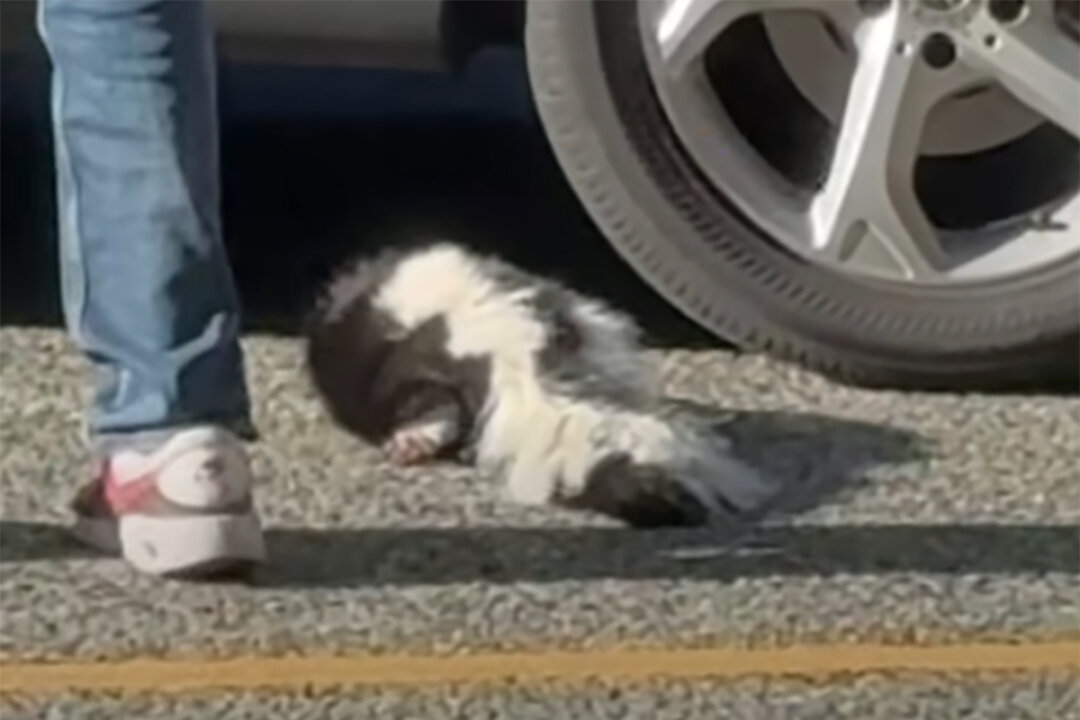 Video of Contact With Possibly Rabid Skunk in BC Prompts Health Authority Warning