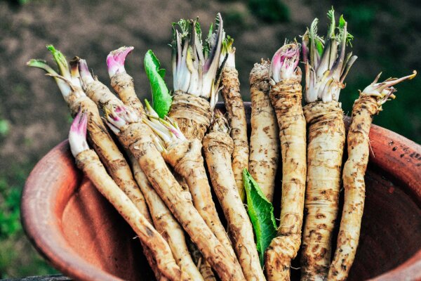 Horseradish: An Ancient Remedy With Modern Antibacterial Potential