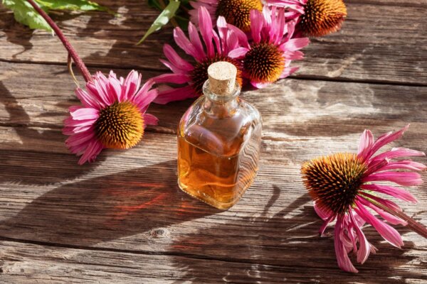 Why Echinacea Remains a Go-To Remedy for Colds