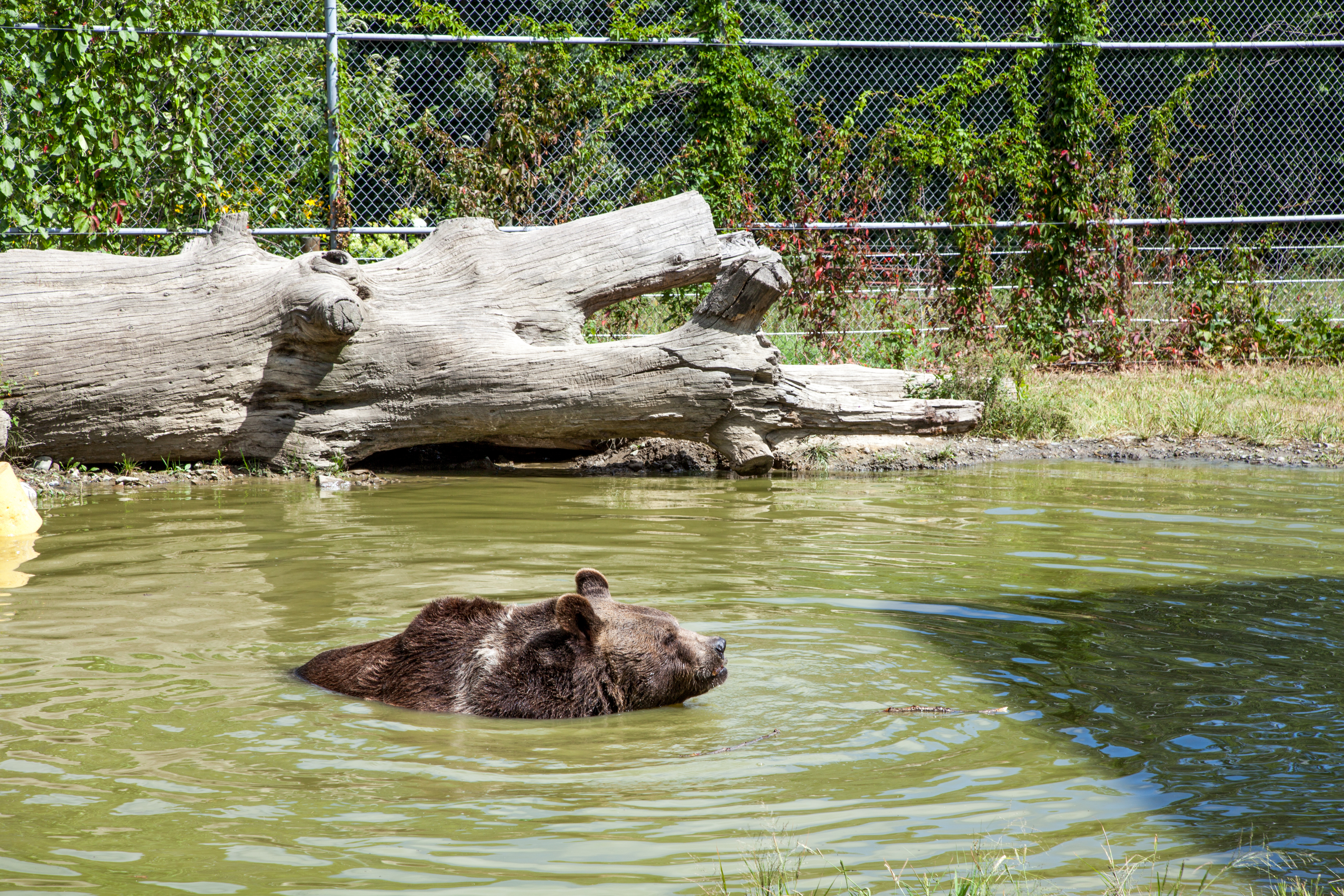 Leo, a 22-year-old Syrian bear, swimming in an enclosure at the Orphaned Wildlife Center in Otisville on Sept. 7, 2016. (James Smith)