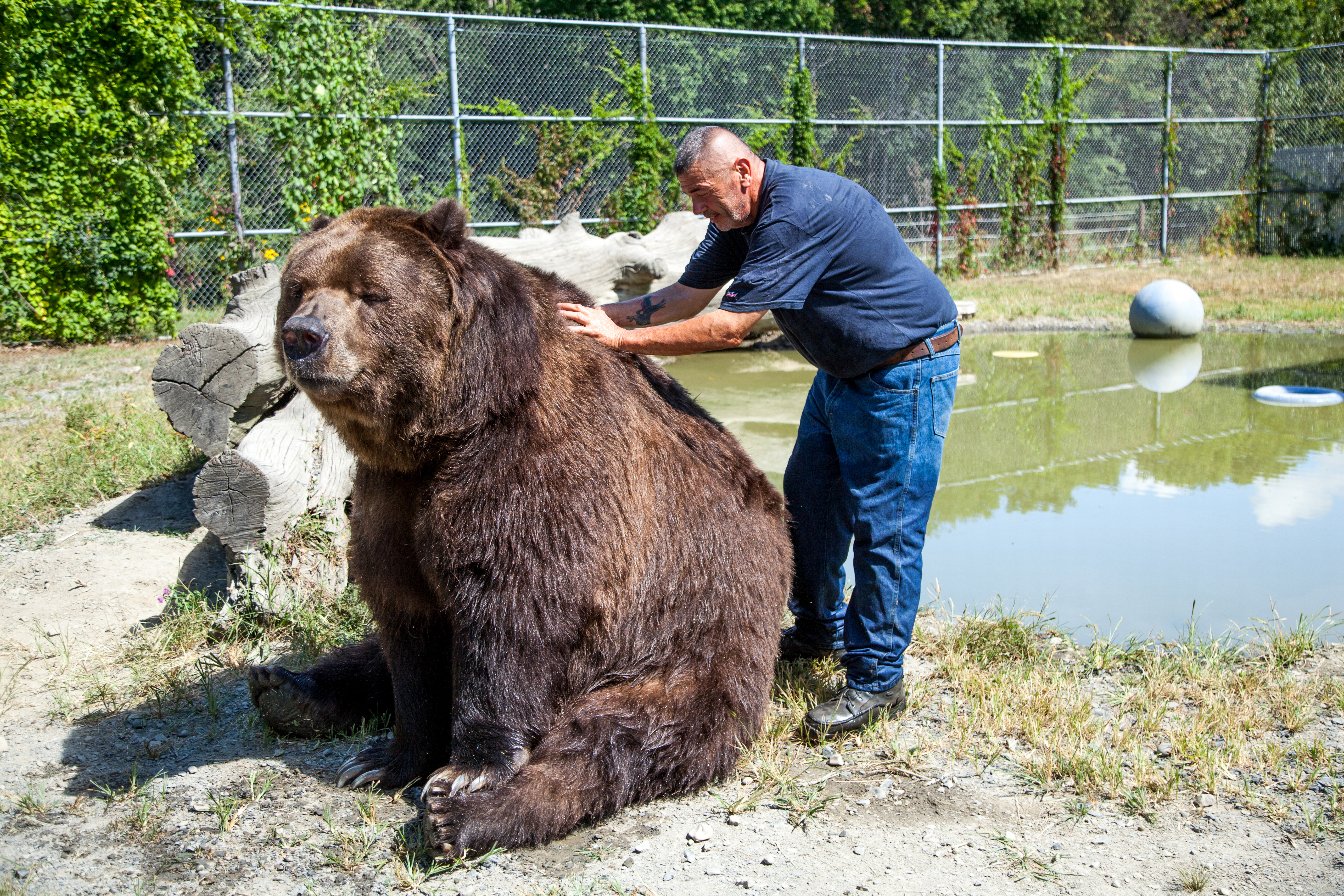 Jim Kowalczik scratching the back of 22-year-old Kodiak bear Jimbo in the bear's enclosure at the Orphaned Wildlife Center in Otisville on Sept. 7, 2016. (James Smith)