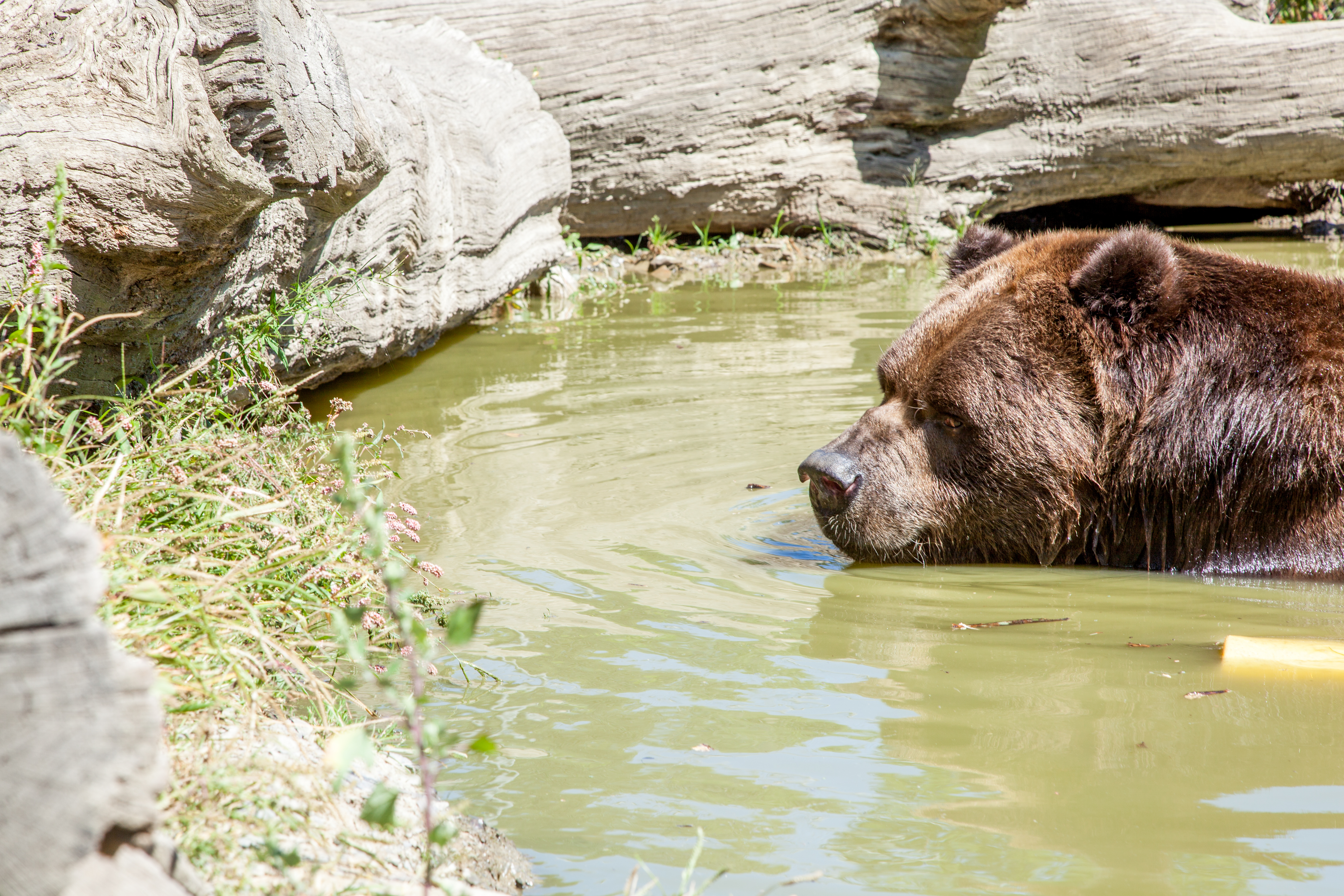 Jimbo, a 22-year-old Kodiak bear Jimbo swimming in the pond in an enclosure at the Orphaned Wildlife Center in Otisville on Sept. 7, 2016. (James Smith)
