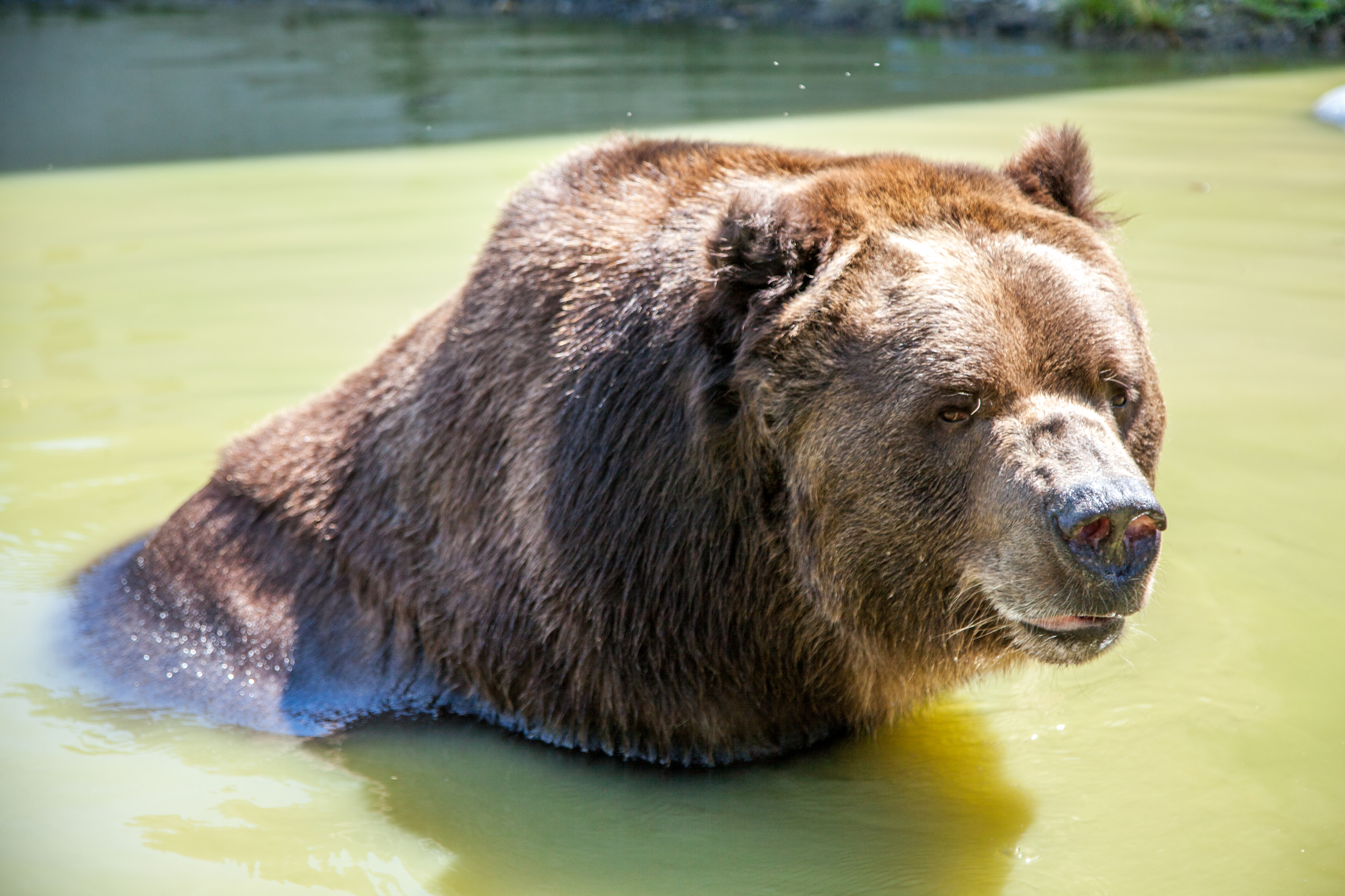 Jimbo, a 22-year-old Kodiak bear Jimbo swimming in a pond in an enclosure at the Orphaned Wildlife Center in Otisville on Sept. 7, 2016 (James Smith)