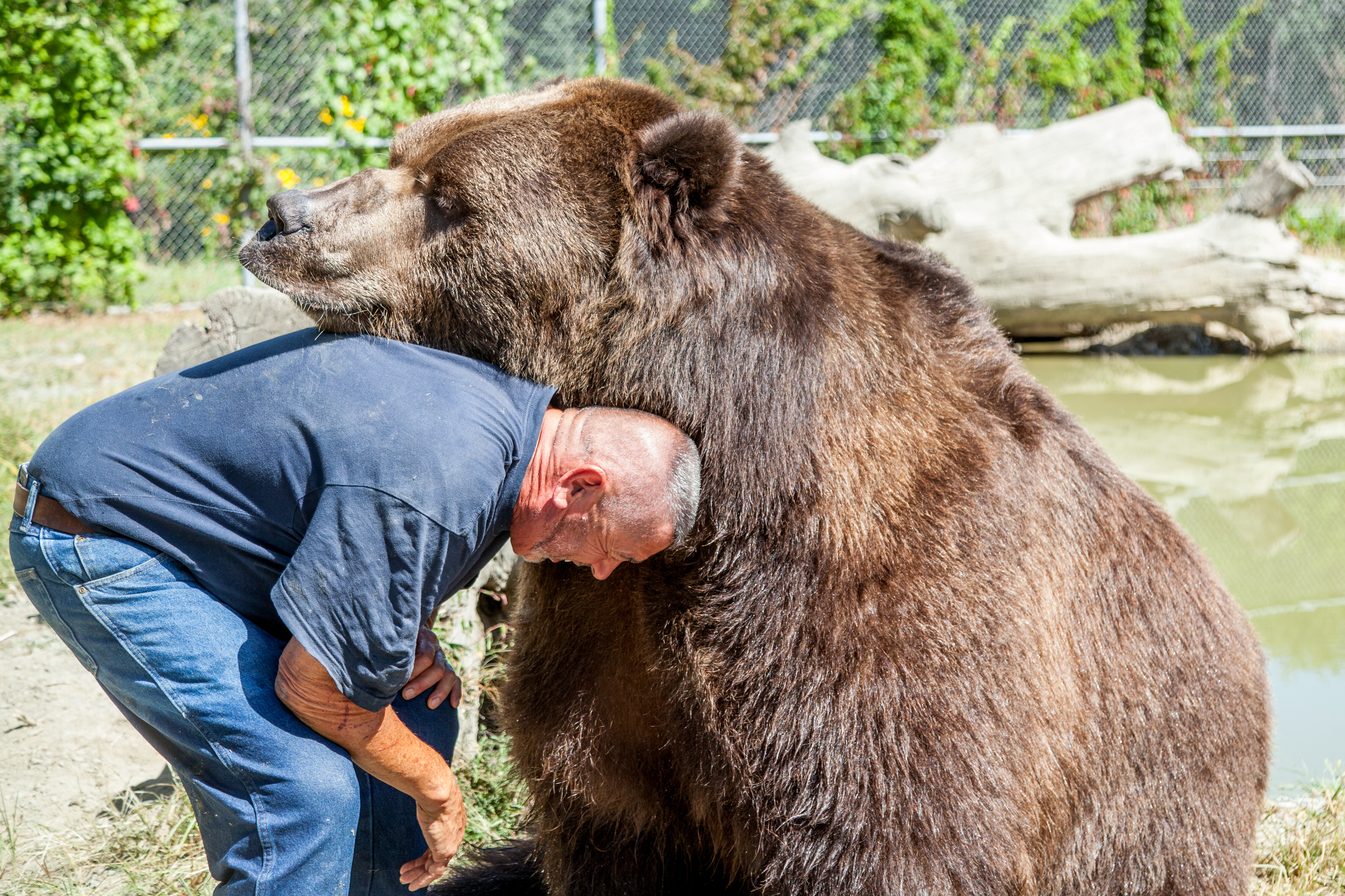 Jim Kowalczik with 22-year-old Kodiak bear Jimbo in one of the bear's enclosures at the Orphaned Wildlife Center in Otisville on Sept. 7, 2016. (James Smith)