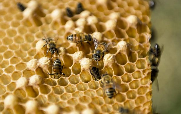 bee hives Notre Dame
