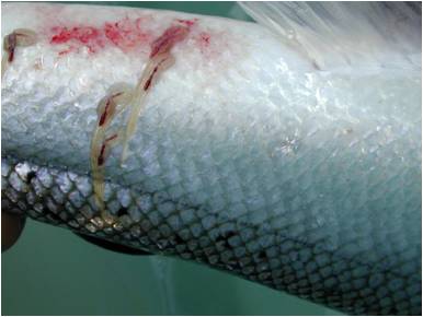 Sea lice wounds on Atlantic Salmon. (By 7Barrym0re [Public domain], via Wikimedia Commons)