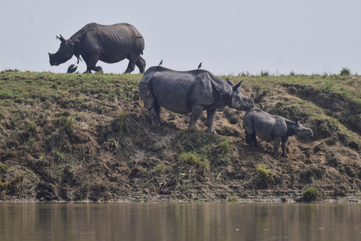 One-horned rhinos 2